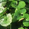 Fotografia 10 da espécie Glechoma hederacea do Jardim Botânico UTAD