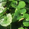 Fotografia 10 da espécie Glechoma hederacea do Jardim Botânico UTAD