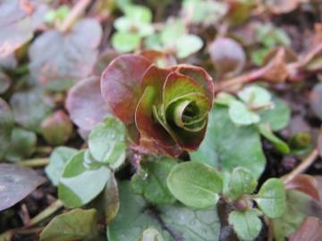 Fotografia da espécie Glechoma hederacea