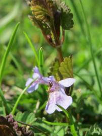 Fotografia da espécie Glechoma hederacea