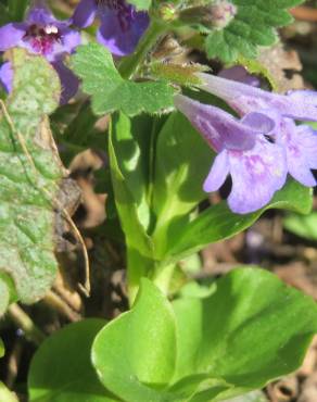 Fotografia 13 da espécie Glechoma hederacea no Jardim Botânico UTAD