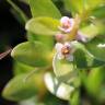 Fotografia 7 da espécie Glaux maritima do Jardim Botânico UTAD