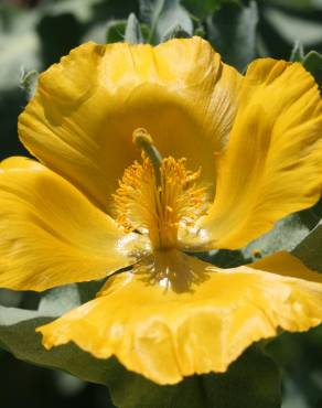 Fotografia 1 da espécie Glaucium flavum no Jardim Botânico UTAD