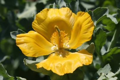 Fotografia da espécie Glaucium flavum