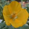 Fotografia 4 da espécie Glaucium flavum do Jardim Botânico UTAD