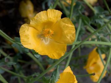 Fotografia da espécie Glaucium flavum