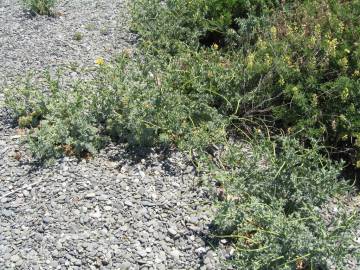 Fotografia da espécie Glaucium flavum