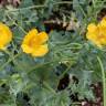 Fotografia 8 da espécie Glaucium flavum do Jardim Botânico UTAD