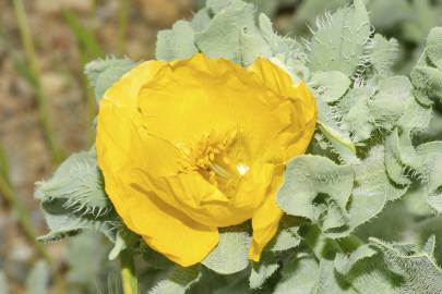 Fotografia da espécie Glaucium flavum