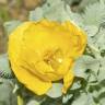 Fotografia 10 da espécie Glaucium flavum do Jardim Botânico UTAD
