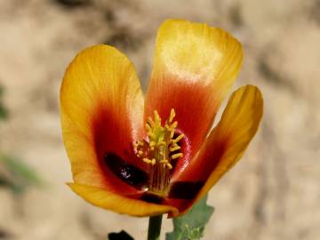 Fotografia da espécie Glaucium corniculatum