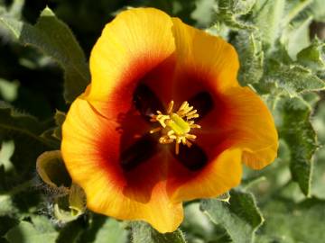 Fotografia da espécie Glaucium corniculatum