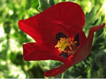 Fotografia da espécie Glaucium corniculatum