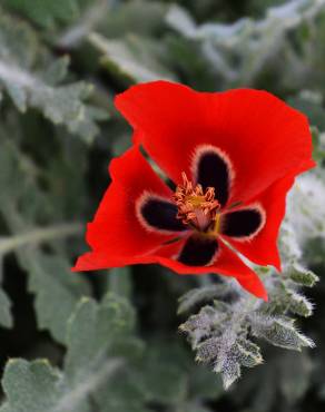 Fotografia 5 da espécie Glaucium corniculatum no Jardim Botânico UTAD