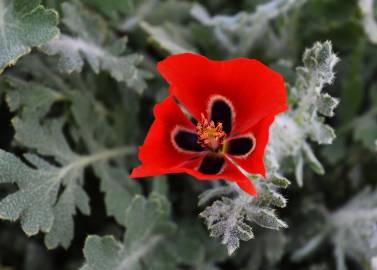 Fotografia da espécie Glaucium corniculatum