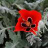 Fotografia 5 da espécie Glaucium corniculatum do Jardim Botânico UTAD