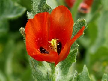 Fotografia da espécie Glaucium corniculatum