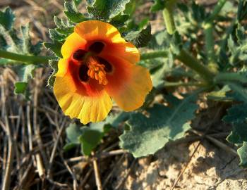 Fotografia da espécie Glaucium corniculatum