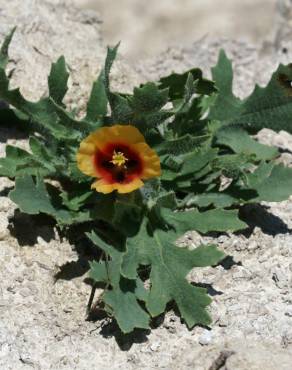 Fotografia 8 da espécie Glaucium corniculatum no Jardim Botânico UTAD