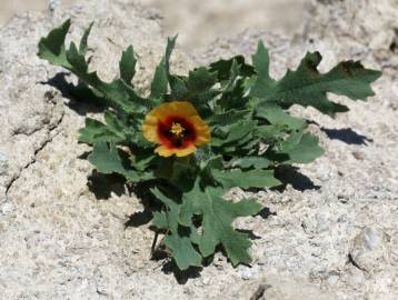 Fotografia da espécie Glaucium corniculatum