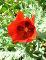 Glaucium corniculatum