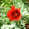 Fotografia 1 da espécie Glaucium corniculatum do Jardim Botânico UTAD