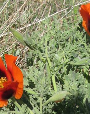 Fotografia 9 da espécie Glaucium corniculatum no Jardim Botânico UTAD