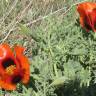 Fotografia 9 da espécie Glaucium corniculatum do Jardim Botânico UTAD