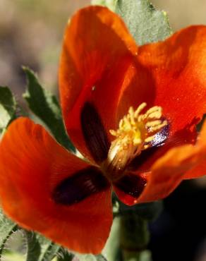 Fotografia 11 da espécie Glaucium corniculatum no Jardim Botânico UTAD