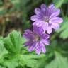 Fotografia 5 da espécie Geranium pyrenaicum do Jardim Botânico UTAD