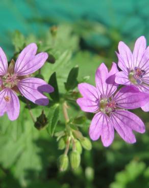 Fotografia 6 da espécie Geranium pyrenaicum no Jardim Botânico UTAD