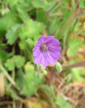 Fotografia 7 da espécie Geranium pyrenaicum no Jardim Botânico UTAD