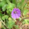 Fotografia 7 da espécie Geranium pyrenaicum do Jardim Botânico UTAD