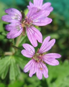 Fotografia 8 da espécie Geranium pyrenaicum no Jardim Botânico UTAD