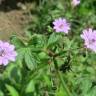 Fotografia 9 da espécie Geranium pyrenaicum do Jardim Botânico UTAD