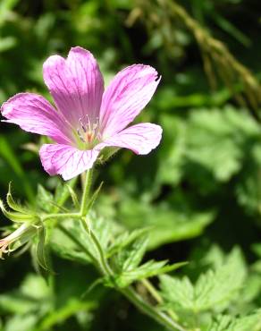 Fotografia 10 da espécie Geranium pyrenaicum no Jardim Botânico UTAD