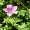 Fotografia 10 da espécie Geranium pyrenaicum do Jardim Botânico UTAD