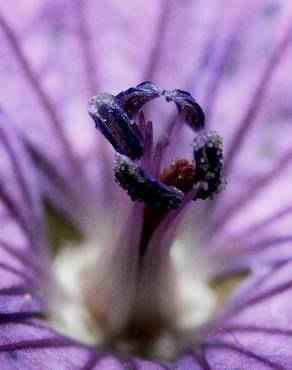 Fotografia 11 da espécie Geranium pyrenaicum no Jardim Botânico UTAD