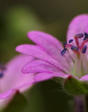 Fotografia 12 da espécie Geranium pyrenaicum no Jardim Botânico UTAD