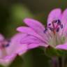 Fotografia 12 da espécie Geranium pyrenaicum do Jardim Botânico UTAD