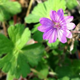 Fotografia da espécie Geranium rotundifolium