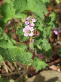 Fotografia da espécie Geranium rotundifolium