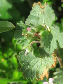 Fotografia da espécie Geranium rotundifolium