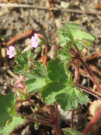 Fotografia da espécie Geranium rotundifolium