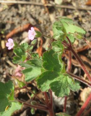 Fotografia 5 da espécie Geranium rotundifolium no Jardim Botânico UTAD