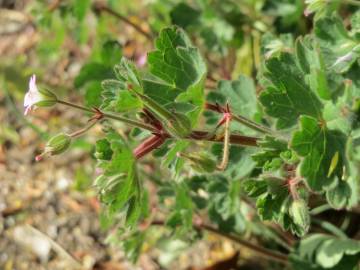 Fotografia da espécie Geranium rotundifolium