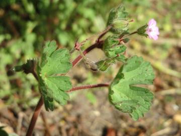 Fotografia da espécie Geranium rotundifolium