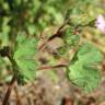 Fotografia 7 da espécie Geranium rotundifolium do Jardim Botânico UTAD