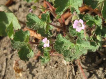 Fotografia da espécie Geranium rotundifolium