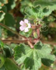 Fotografia da espécie Geranium rotundifolium